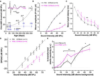 Synaptic Release Potentiation at Aging Auditory Ribbon Synapses